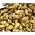 Hotsale patata fresca de buena calidad